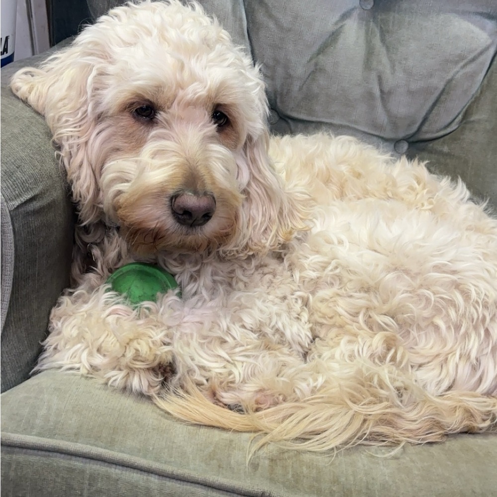 Meet your Posher, Olivea